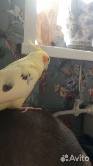 Говорящий попугай