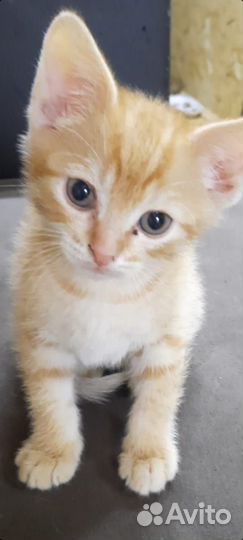 Котята. От кошки Сфинкс. Цена 1 тыс руб