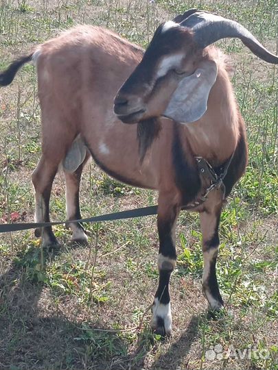 Козлята, козёл