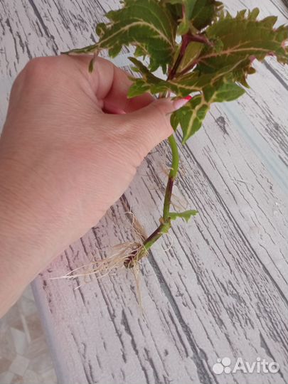 Черенки колеусов