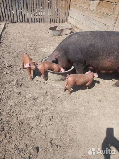 Поросята дюрок