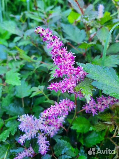 Многолетники