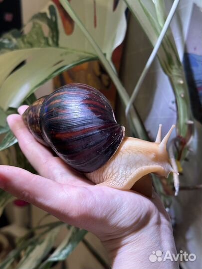 Улитка ахатина