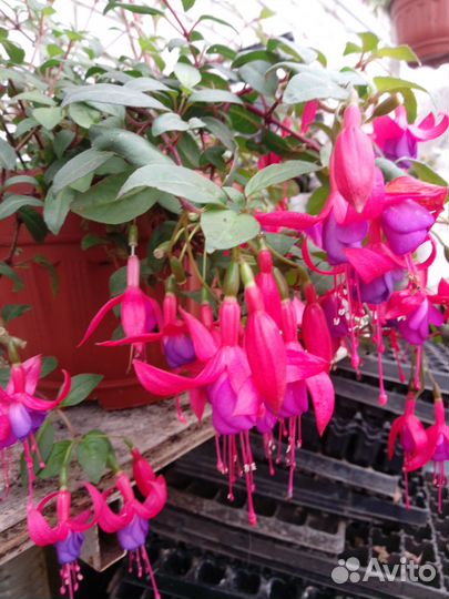 Гаура, лобелия,Фелиция