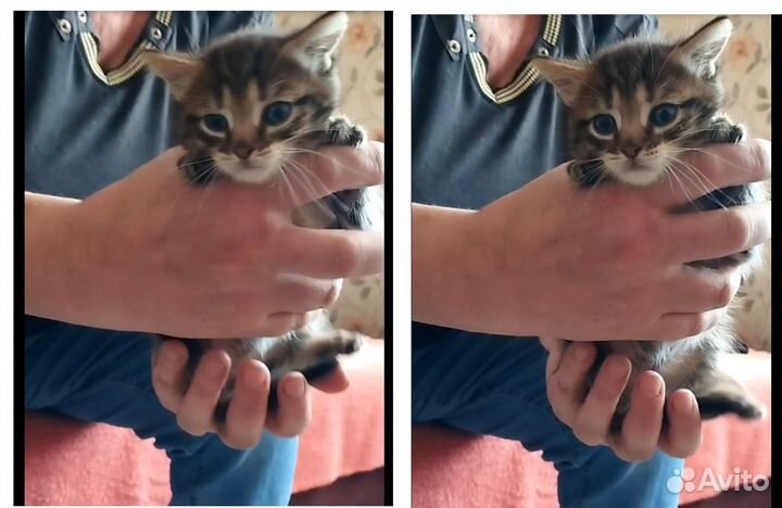 Котята (комочки счастья)