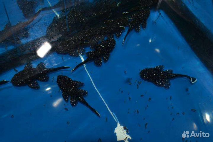 Номерные сомы L181 зведчатый анциструс