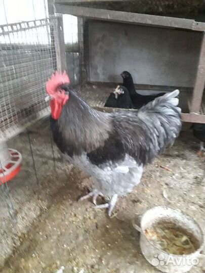 Куры петухи
