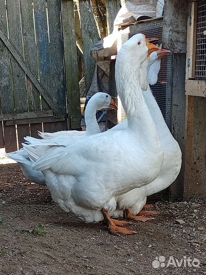 Холмогорские гуси