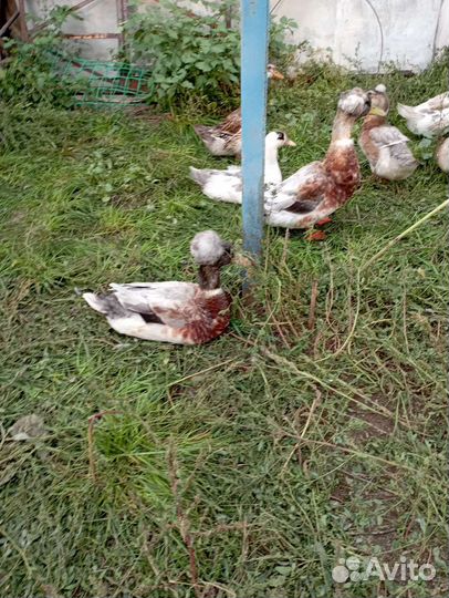 Утки зеркальные