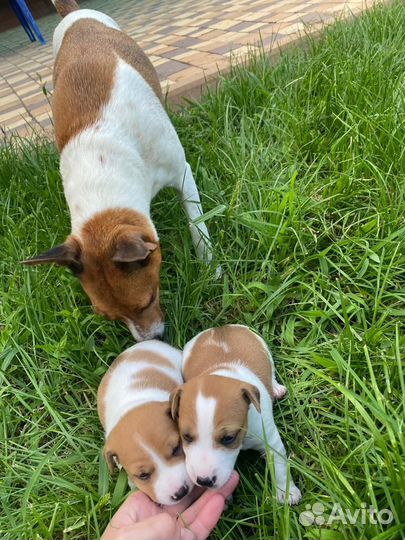 Щенки Джек Рассел терьер гладкошерстный