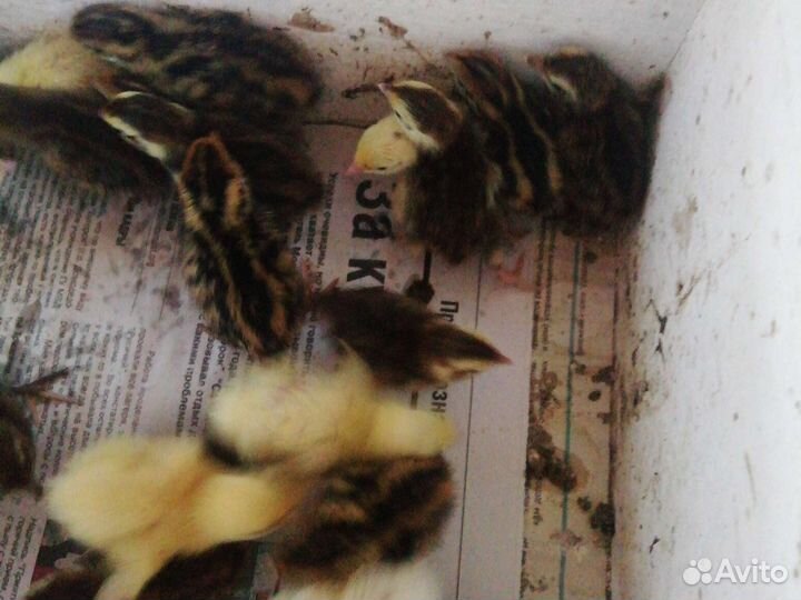 Яйцо перепела