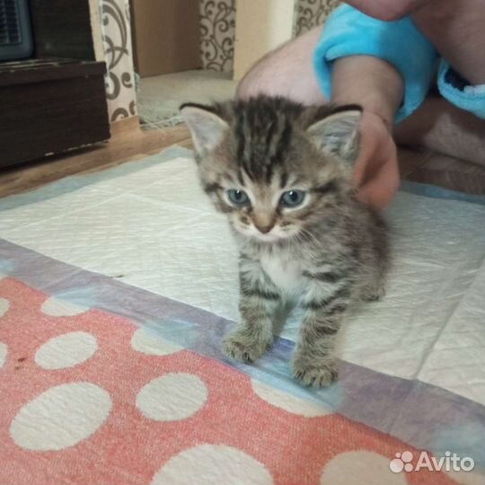 Котики бесплатно в добрые руки