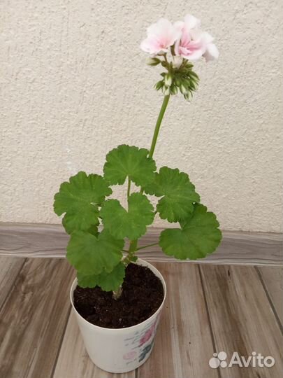 Пеларгония / герань