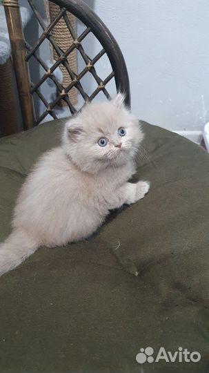 Британская фавновая девочка