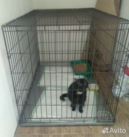 Передержка животных