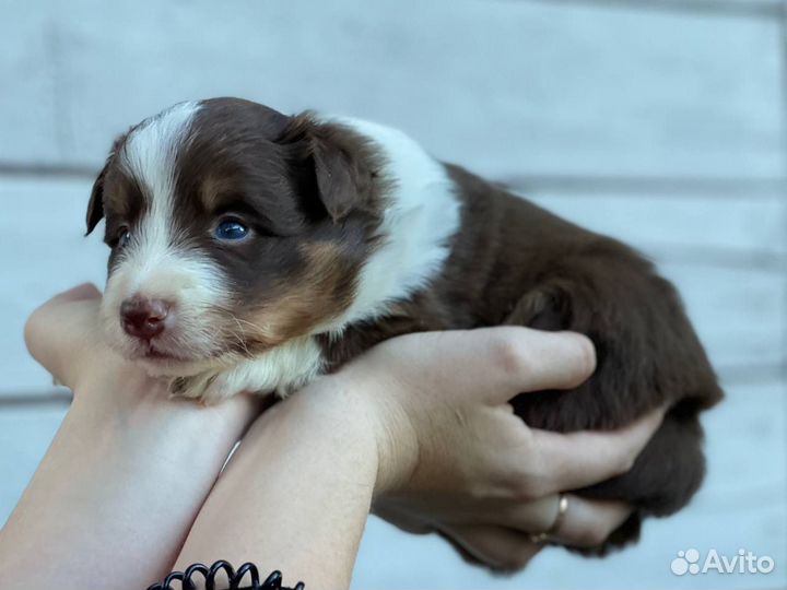 Бордер колли. Отличная девочка