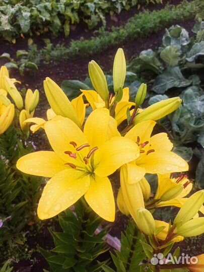 Лилии на срез