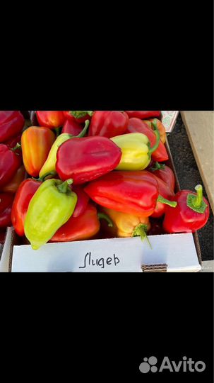 Семена перца Лидер