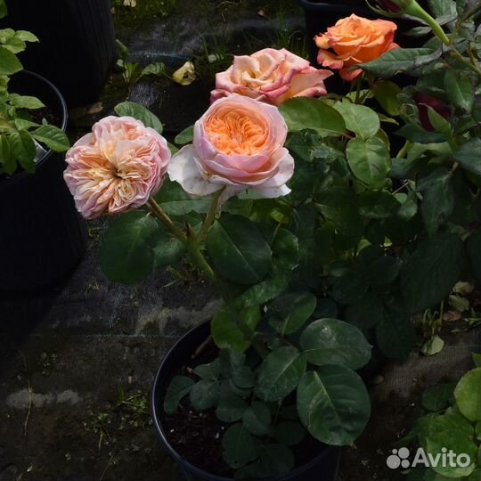 Саженцы роз в горшках с зкс