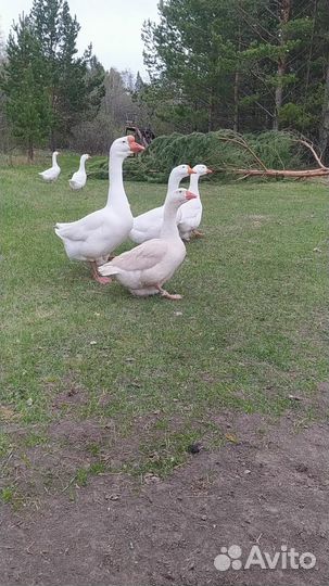 Инкубационное яйцо гусей линда