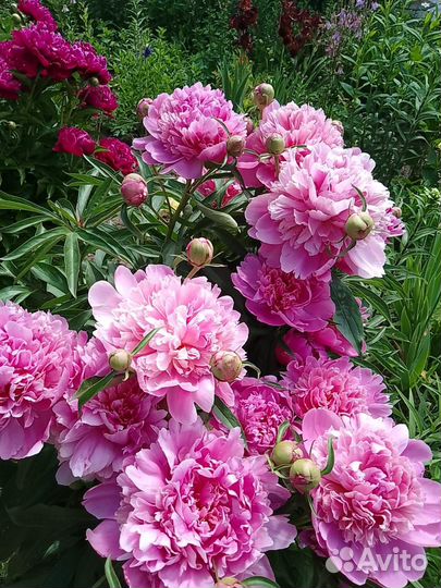 Пионы саженцы