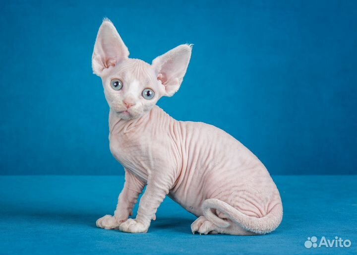 Котенок девон рекс