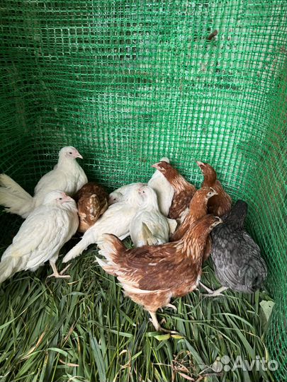 Куры несушки
