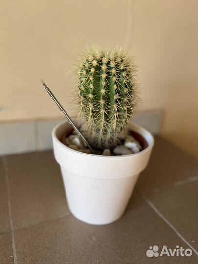 Кактус цветущий