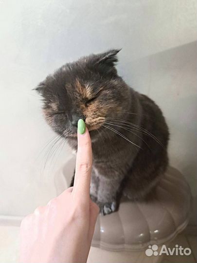 Кошка