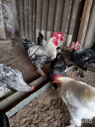 Петухи породистые