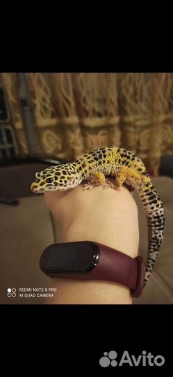 Геккон эублефар