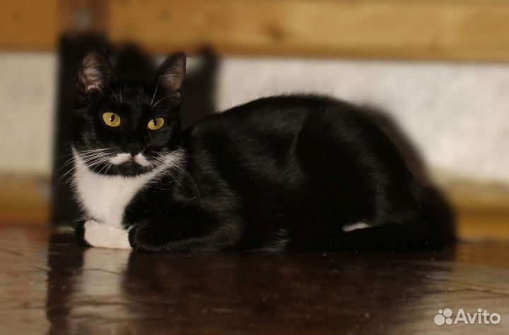 Кошка Пуарошка в добрые руки