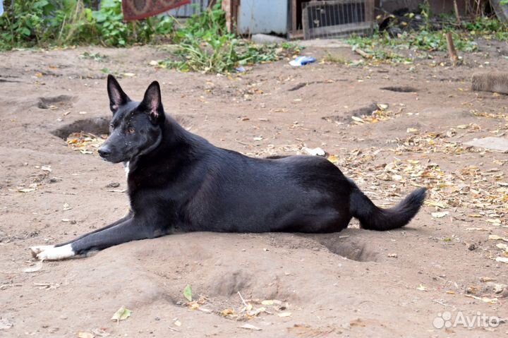 Отдам крупного пса в хорошие руки
