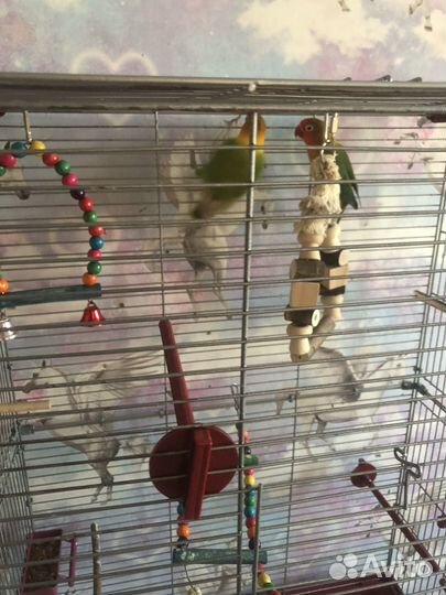 Неразлучник