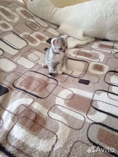 Отдам котенка