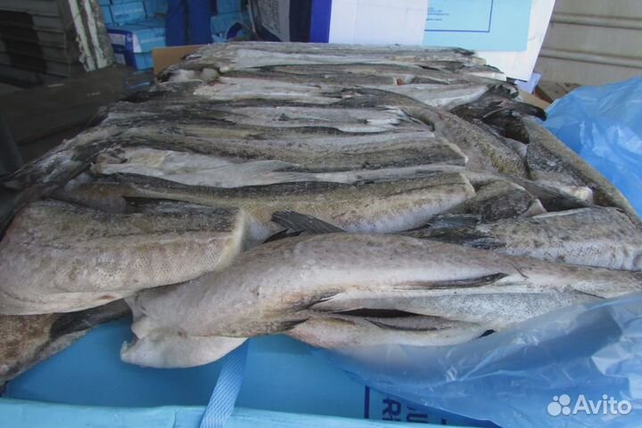Рыба Минтай с/м потрошеный без головы тушки