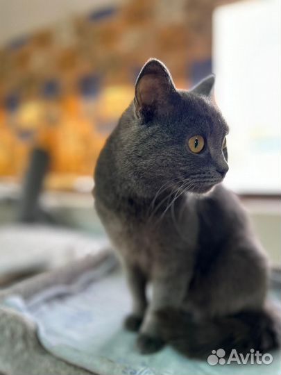 Кошка в добрые руки бесплатно