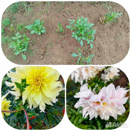 Георгины клубни