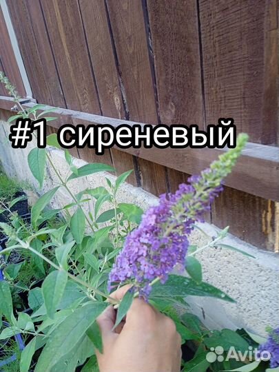 Буддлея Давида