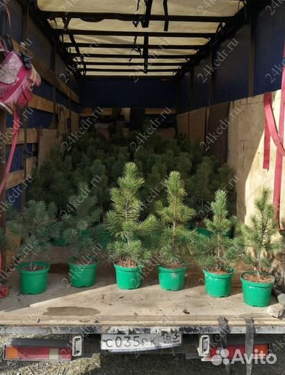 Саженцы кедра от производителя