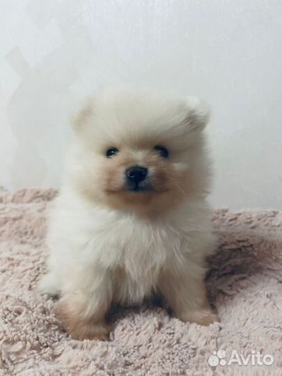 Померанский шпиц тип мишка мини