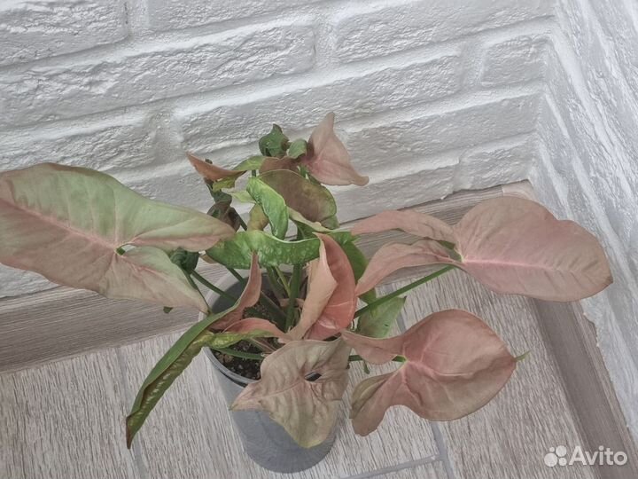 Сингониум неон пинк