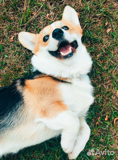 Корги вязка