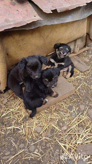 Щенки бесплатно дворняжки