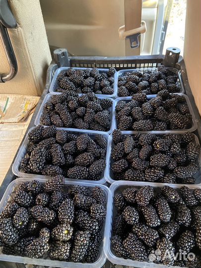 Саженцы ежевики