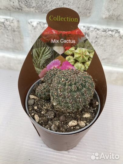 Редкие кактусы из питомника растений