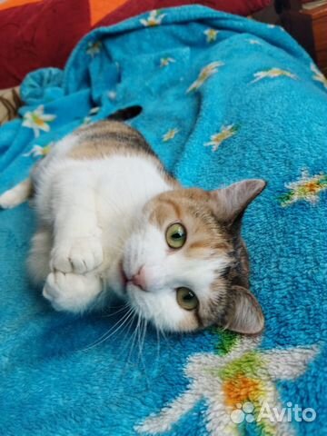 Кошка Муська в хорошие руки