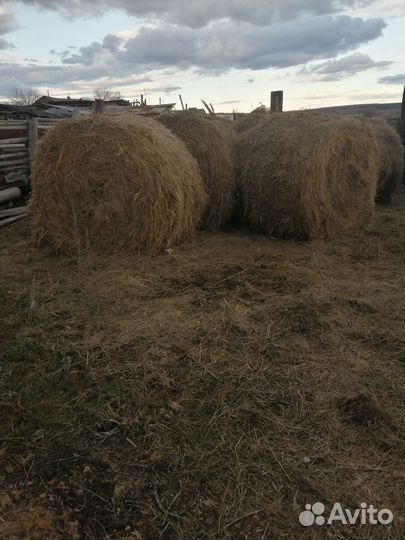 Продам сено в рулонах