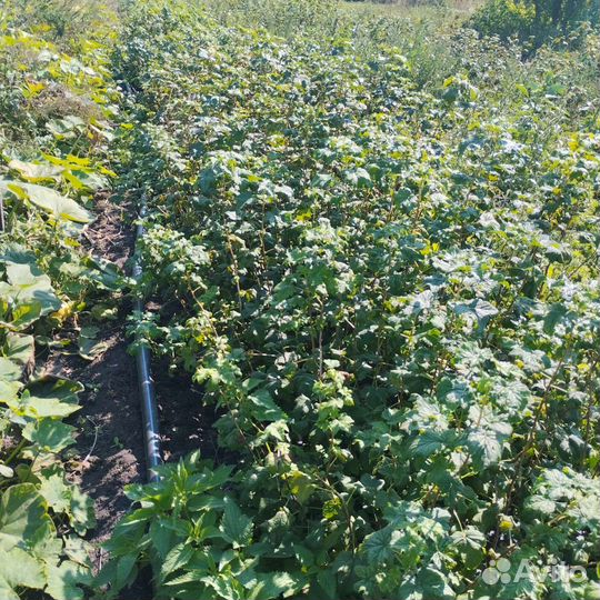 Саженцы черной смородины