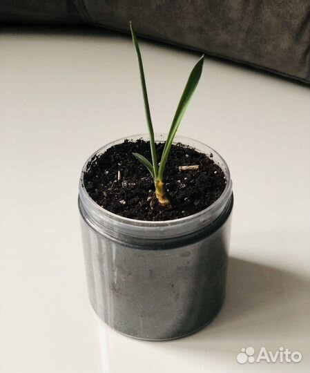 Пальма Юкка из Крыма